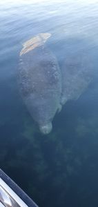 One fish caught in FL cruises, fishing, tours