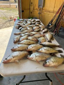 Five fish caught while fishing in OK
