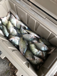 Angler fishing at Mcalester