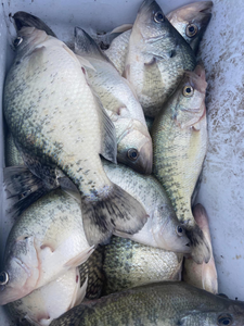 Four white crappie fish caught while fishing in Mcalester