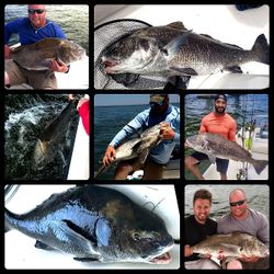 7 black drum and freshwater drum fish caught in FL