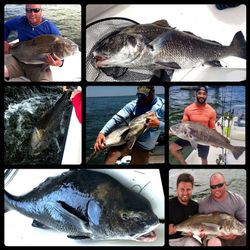 7 black drum fish caught in FL