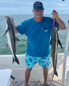 Two big cobia fish caught while fishing in FL