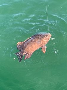Fishing in FL