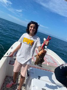 Photograph of a single red grouper fish caught during a fishing trip.