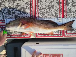 Redfish caught while fishing in FL