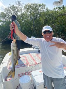 Snook fish caught while fishing on a holiday