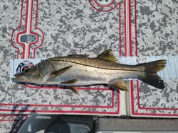 Snook fish caught while fishing in FL