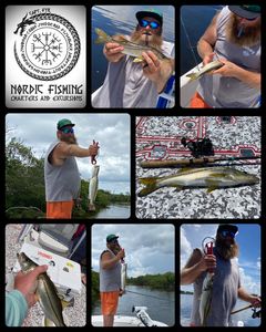 4 snook fish caught during a holiday fishing trip