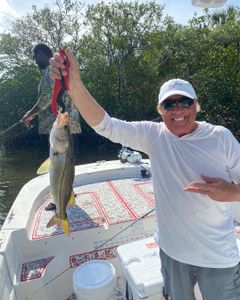 Snook fish caught during holiday fishing trip