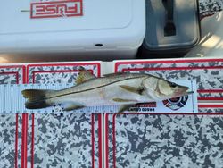 Snook fish caught during a holiday fishing trip
