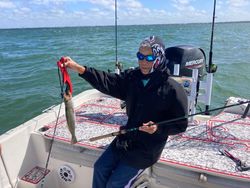 Spotted Weakfish caught fishing in FL