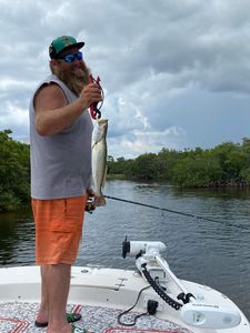 Spotted weakfish, 15 inches, caught while fishing in FL