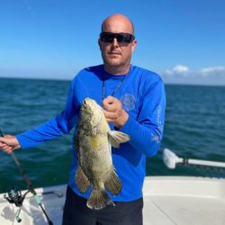 Tripletail fish caught in Florida