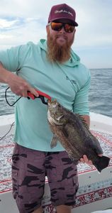 Tripletail fish caught while fishing in FL