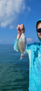 White Grunt fish in holiday location