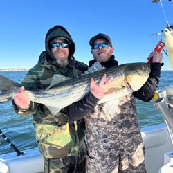 Striped bass caught while fishing in Barnegat Light