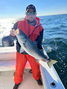 A striped bass caught in Barnegat Light during a fishing trip