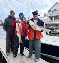 Two striped bass caught while fishing at Barnegat Light