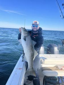 Striped bass caught in Barnegat Light, New Jersey
