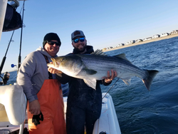 Striped bass fishing in Barnegat Light, New Jersey