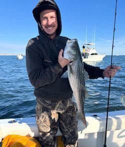 Striped bass caught while fishing in Barnegat Light