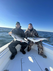 Two striped bass caught in Barnegat Light