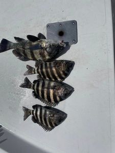 Hooked a beauty! Sheepshead on deck