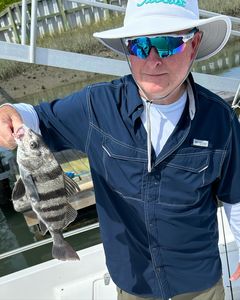 From the water to the boat: Sheepshead perfection!