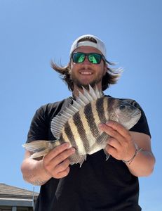 Sheepshead fish caught in NC