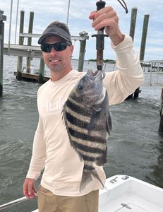 Sheepshead fish caught while fishing in North Carolina