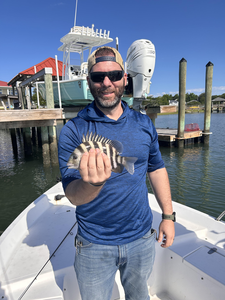 Reeled in a feisty sheepshead while deep sea trolling off the Wilmington coast!
