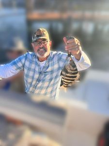 Sheepshead fish caught by a person in Wilmington
