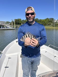 A feisty sheepshead landed after a deep sea trolling adventure in Wilmington, NC