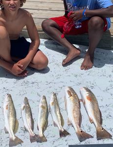 6 redfish caught in TX