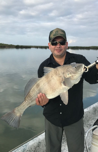 Angler with a large black drum fish in TX