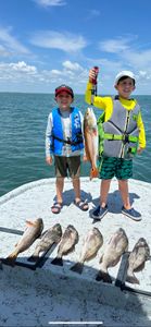 5 black drum fish caught while fishing in TX