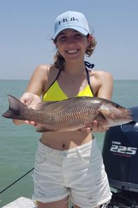 Grey Snapper, 18-inch fish caught while fishing in Port Isabel