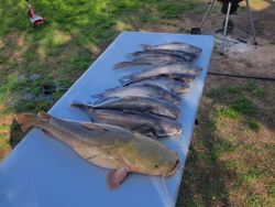 Two blue catfish caught at Cedar Shores