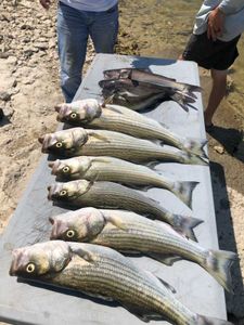 Four striped bass caught at Cedar Shores