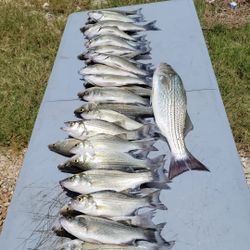 Six striped bass and European seabass caught in TX