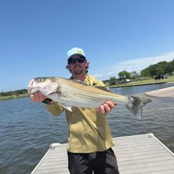 Striped bass caught at Cedar Shores