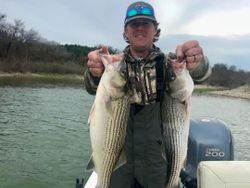 Striped Bass caught at Cedar Shores