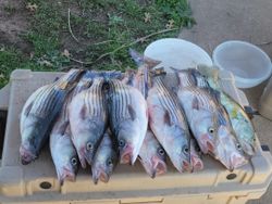 6 striped bass caught at Cedar Shores