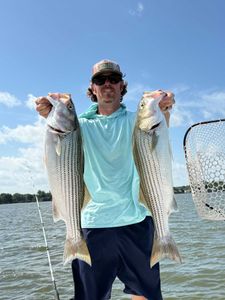 Two striped bass caught while fishing at Cedar Shores