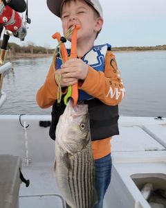 Striped bass caught while fishing in TX