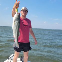 Striped bass caught by angler in TX