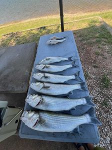 Fishing at Cedar Shores with 6 fish caught