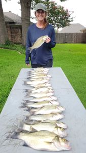 Wiper (Hybrid striped bass) caught at Cedar Shores