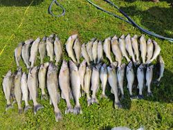 25 chub mackerel fish caught during fishing in OH